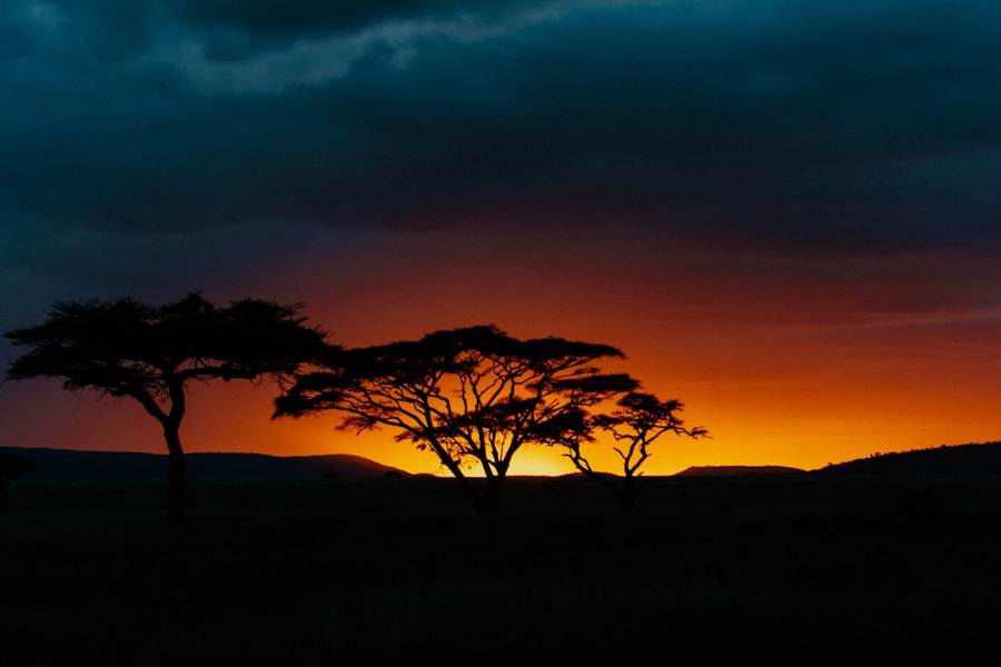 サバンナの夕暮れ風景