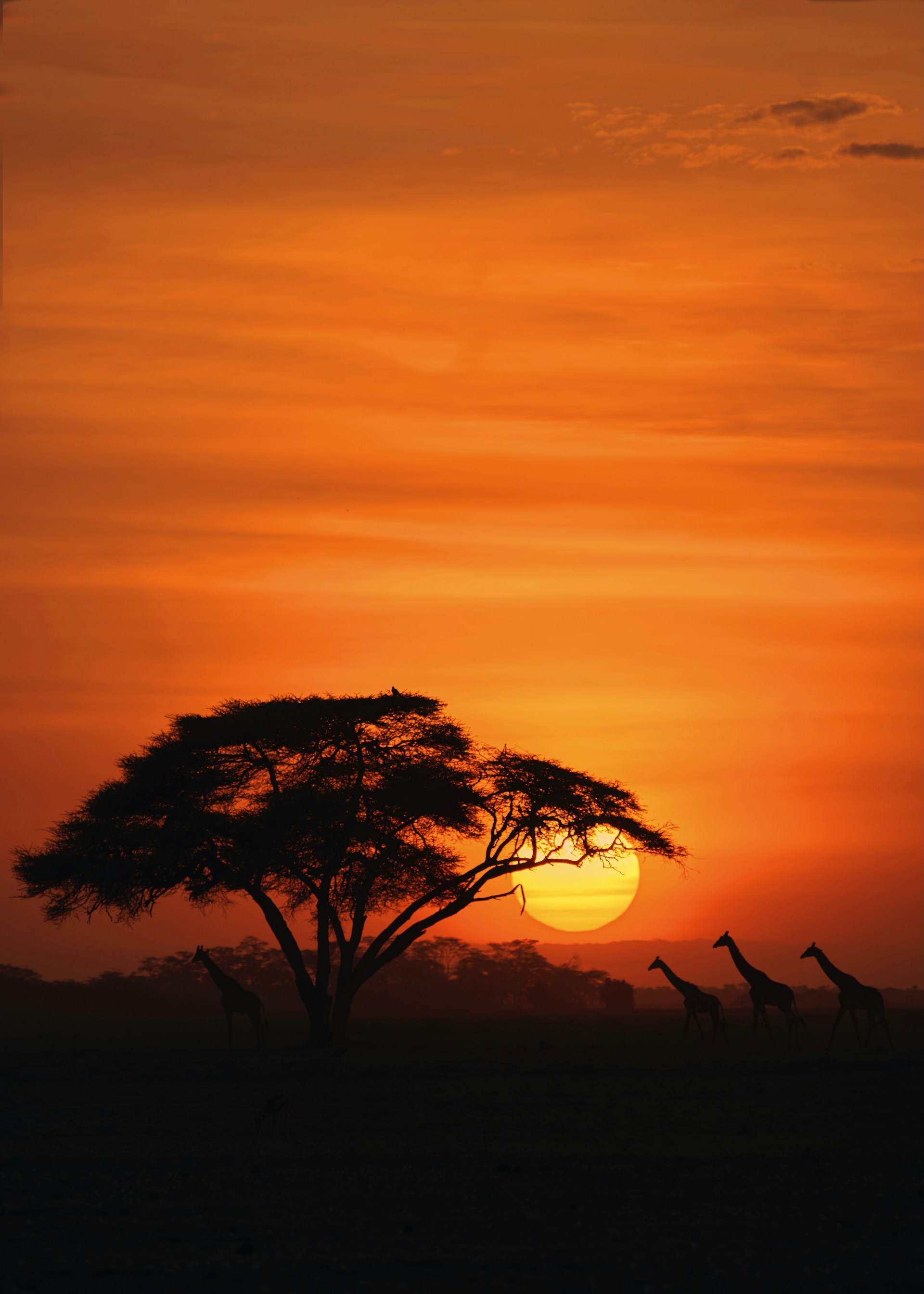 アフリカのサバンナ、夕焼けの中に佇むキリンたち